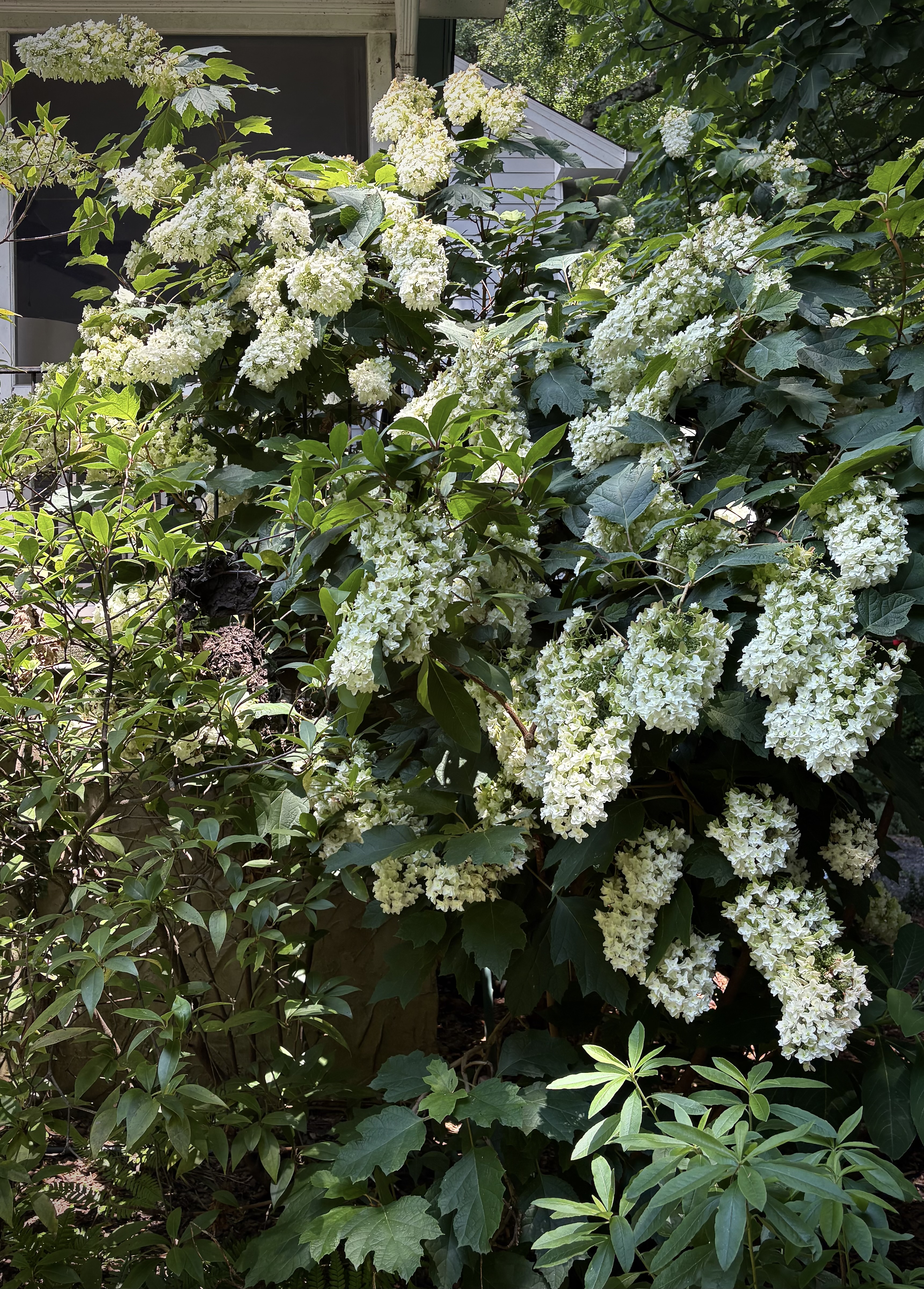 Oakleaf hydrangea Snow Queen covered in white blooms weighted down by rain